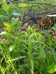 Achillea ptarmicoides