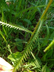 Achillea ptarmicoides