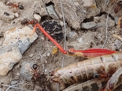 Formica subpolita