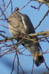 Columba palumbus