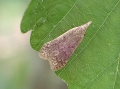 Dichomeris punctidiscellus