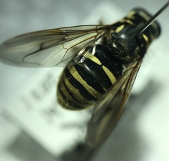 Temnostoma excentrica