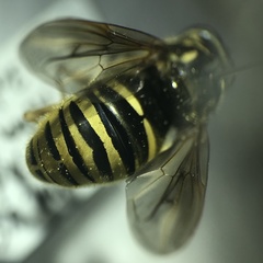 Temnostoma excentrica