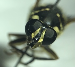 Temnostoma excentrica