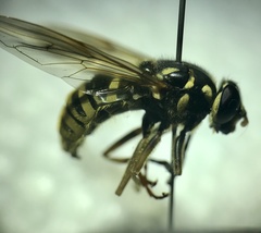 Temnostoma excentrica