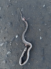 Pituophis catenifer deserticola