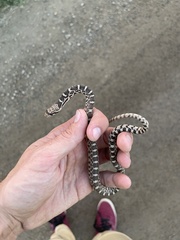 Pituophis catenifer deserticola