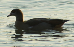 Alopochen aegyptiaca