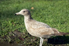 Larus californicus