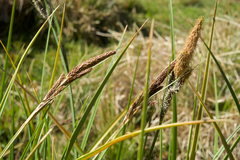 Carex senta
