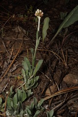 Antennaria rosea rosea