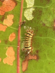 Megalopyge lanata