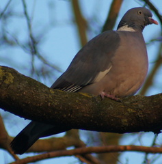 Columba palumbus