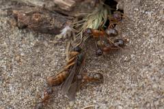 Formica subpolita