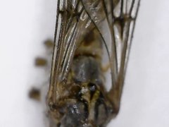 Tipulomorpha