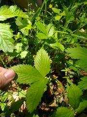 Fragaria orientalis