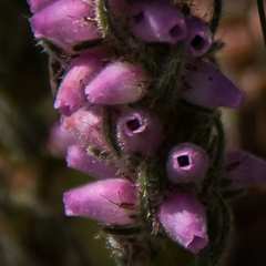 Erica alopecurus