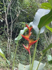 Heliconia