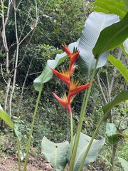 Heliconia