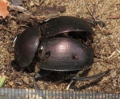 Chalconotus convexus