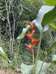 Heliconia
