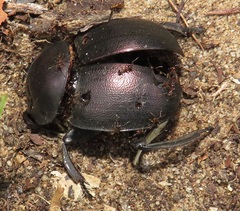 Chalconotus convexus