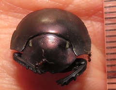 Chalconotus convexus