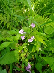 Primula sieboldii