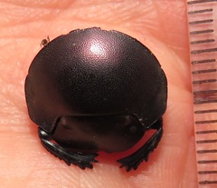 Chalconotus convexus