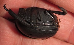 Chalconotus convexus