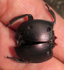 Chalconotus convexus