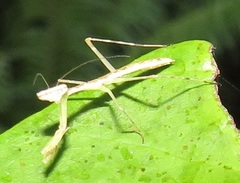 Polyspilota