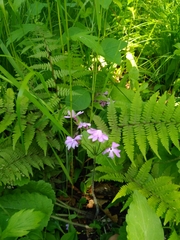 Primula sieboldii