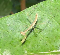 Polyspilota