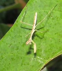 Polyspilota