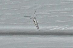 Yponomeuta multipunctella