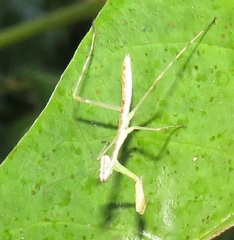 Polyspilota