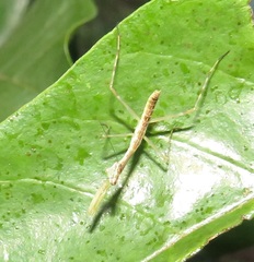 Polyspilota