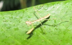 Polyspilota