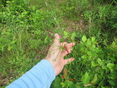 Ligusticum canadense