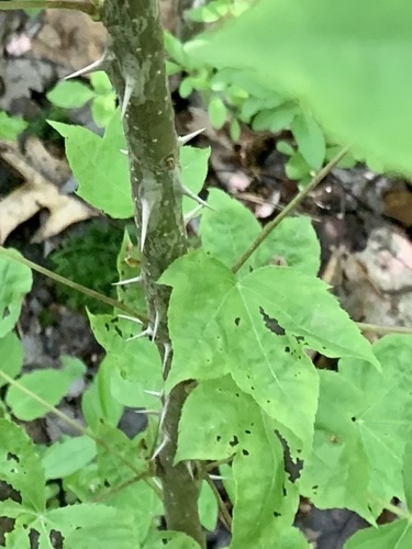 Kalopanax septemlobus iNat (2)
