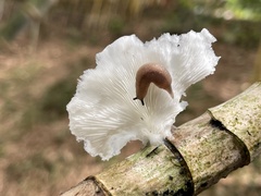Pleurotus pulmonarius