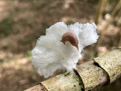 Pleurotus pulmonarius