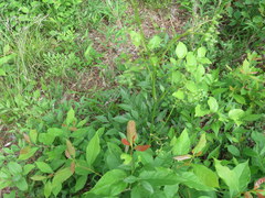 Ligusticum canadense