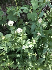 Valeriana occidentalis