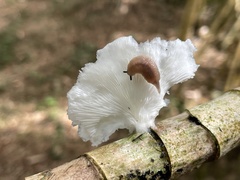 Pleurotus pulmonarius
