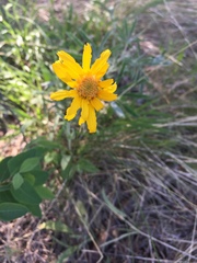 Arnica angustifolia
