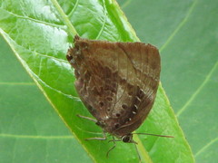 Arhopala micale amytis