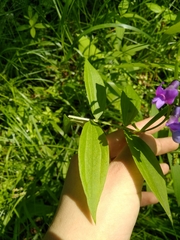 Lathyrus komarovii