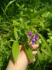 Lathyrus komarovii